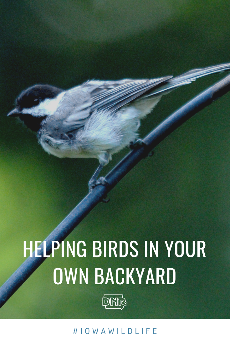 Creating a better home for birds | Iowa DNR